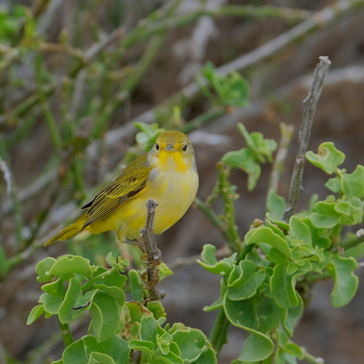 Yellow Warbler (Galapagos) - ML527474611