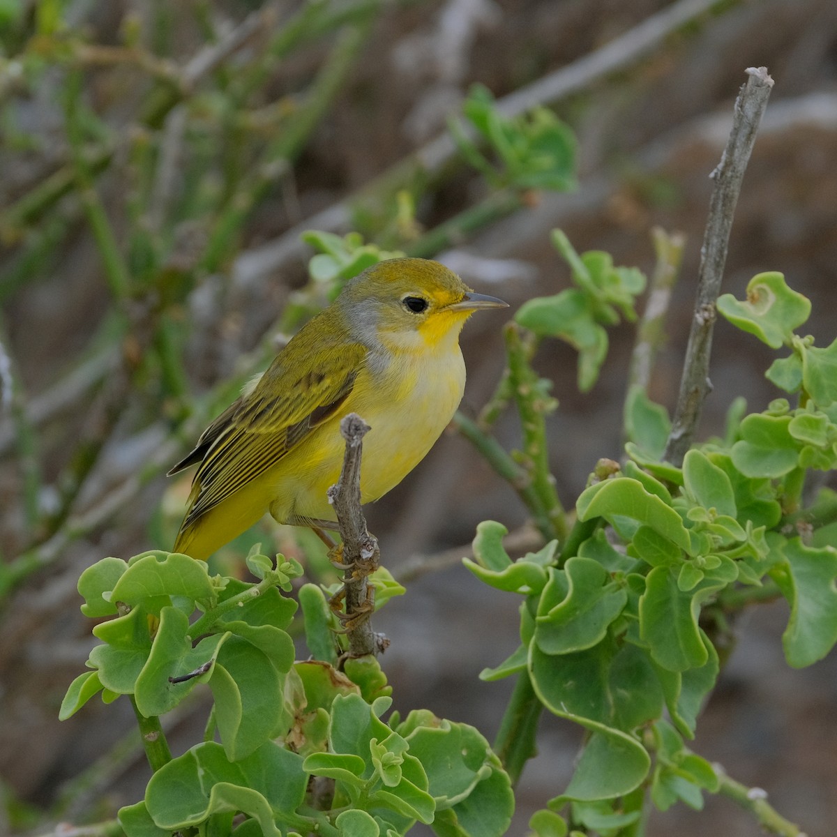 Yellow Warbler (Galapagos) - ML527474641