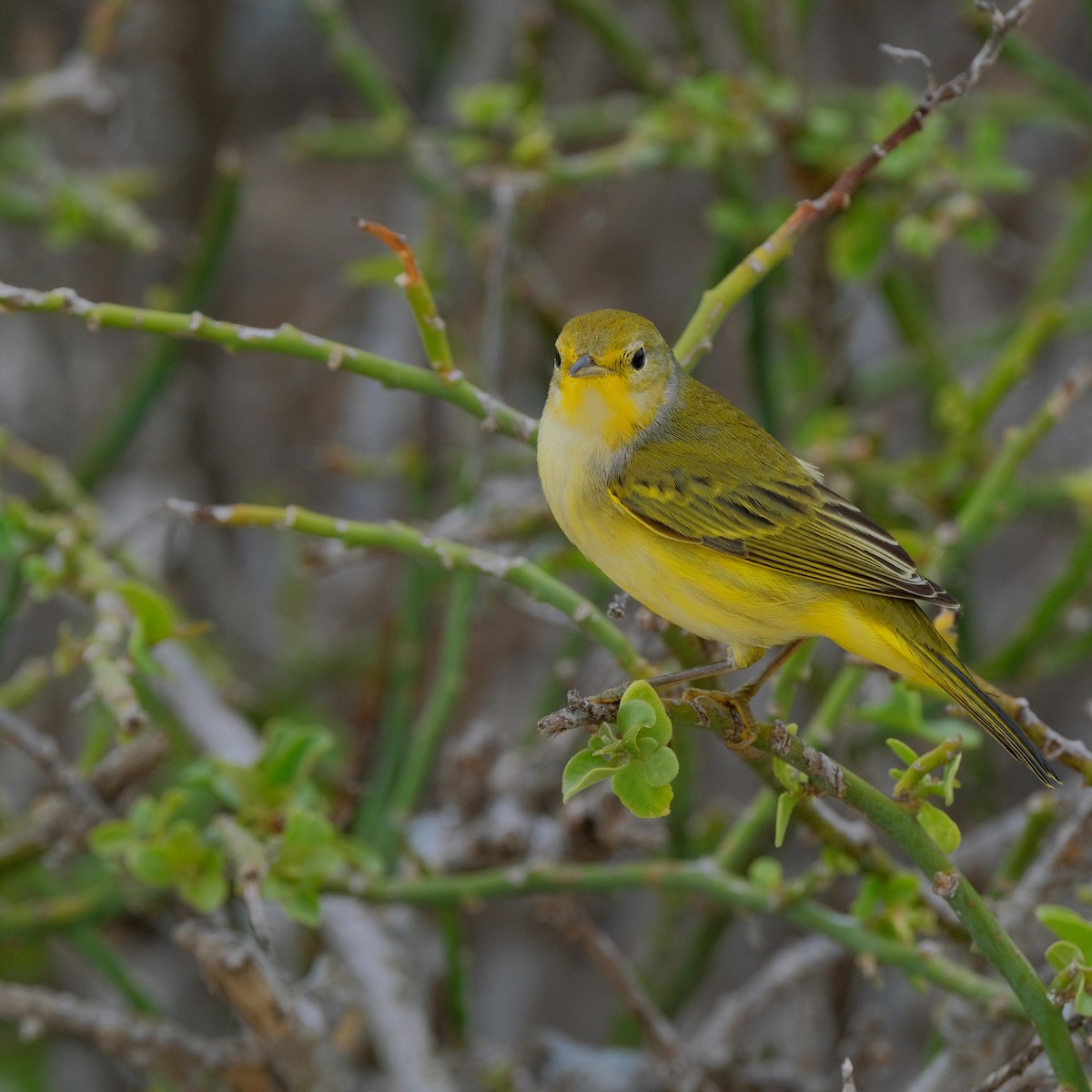 Yellow Warbler (Galapagos) - ML527474731