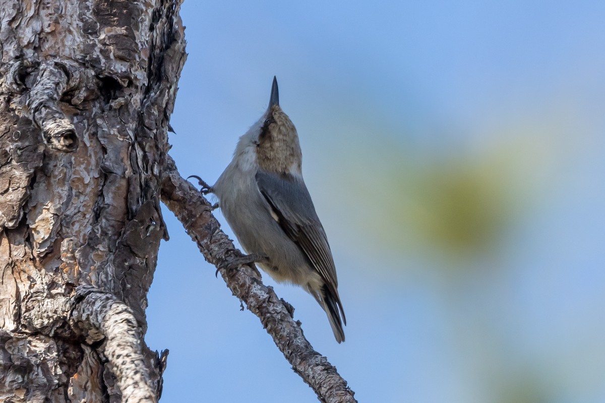Brown-headed Nuthatch - ML527476181