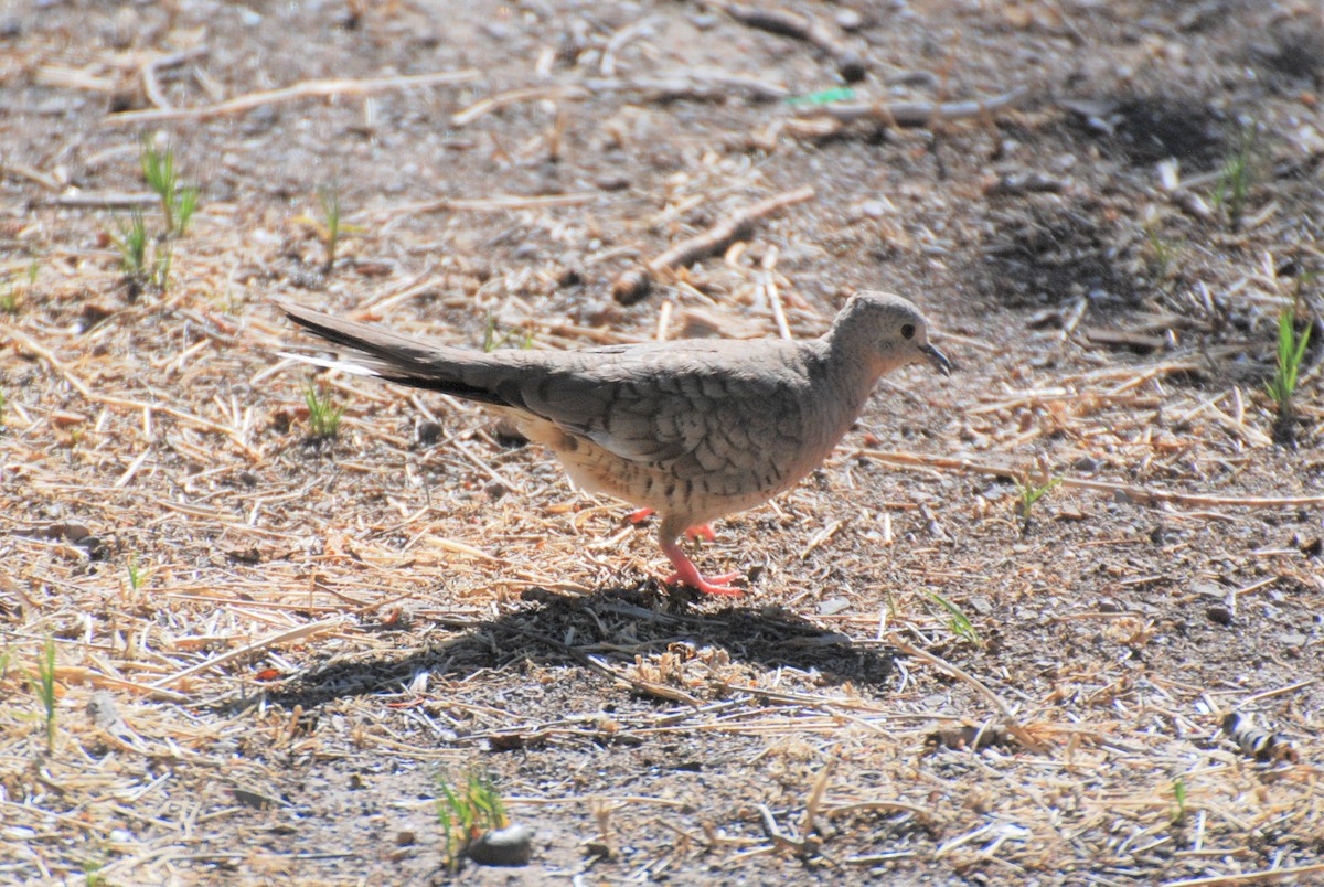 Inca Dove - ML527476991