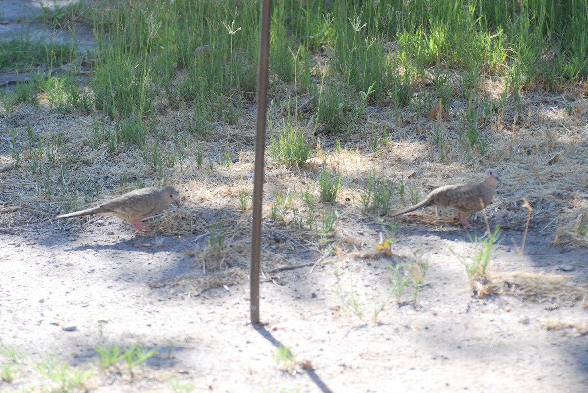 Inca Dove - ML527477011