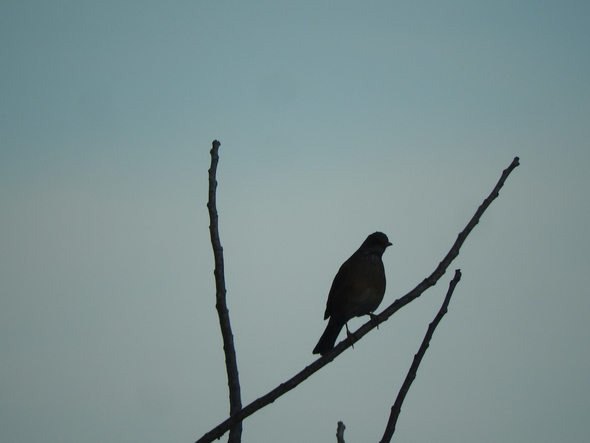 Rufous-backed Robin (Grayson's) - ML527477481