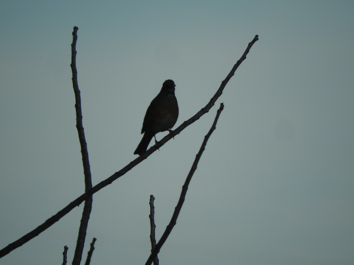 Rufous-backed Robin (Grayson's) - ML527477491