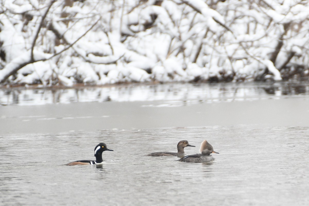 Hooded Merganser - Don Keffer