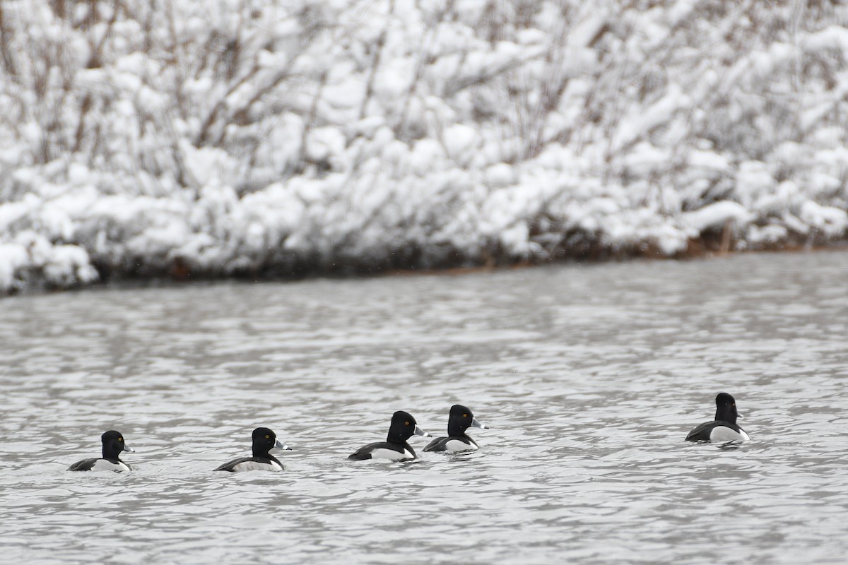 Ring-necked Duck - ML527480471
