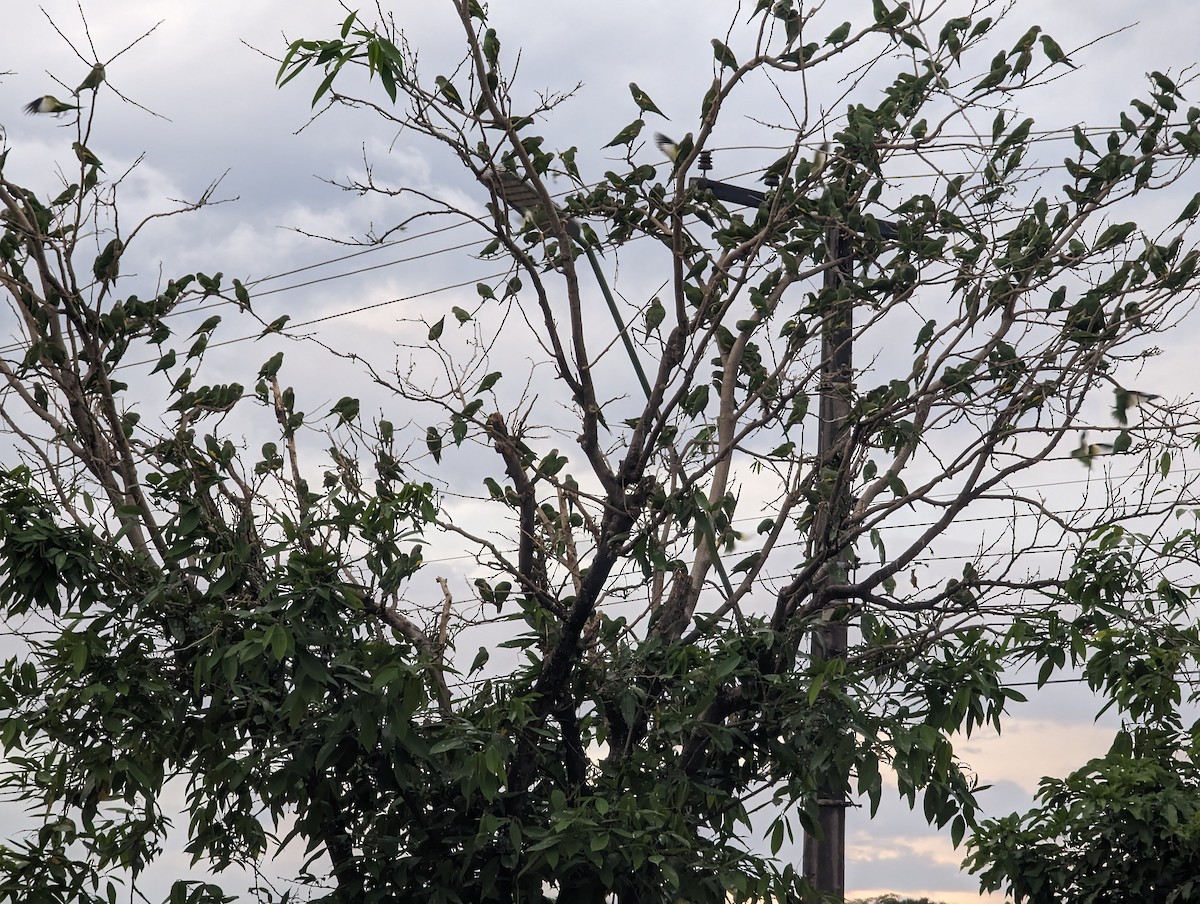 White-winged Parakeet - Cody Limber