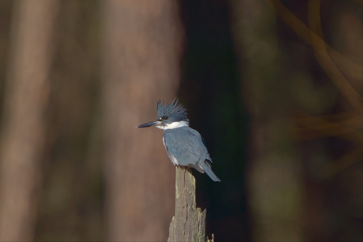 Belted Kingfisher - ML527481061