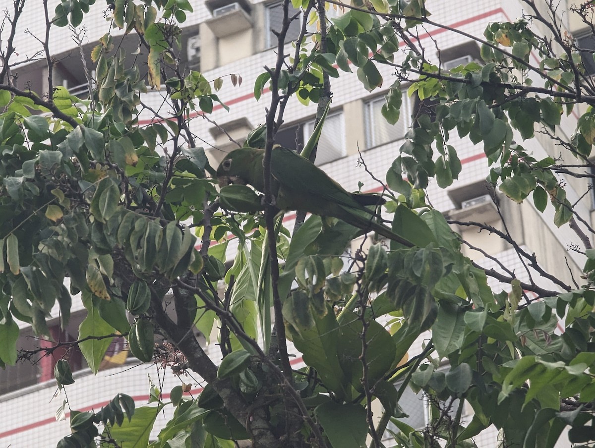 White-eyed Parakeet - ML527481171