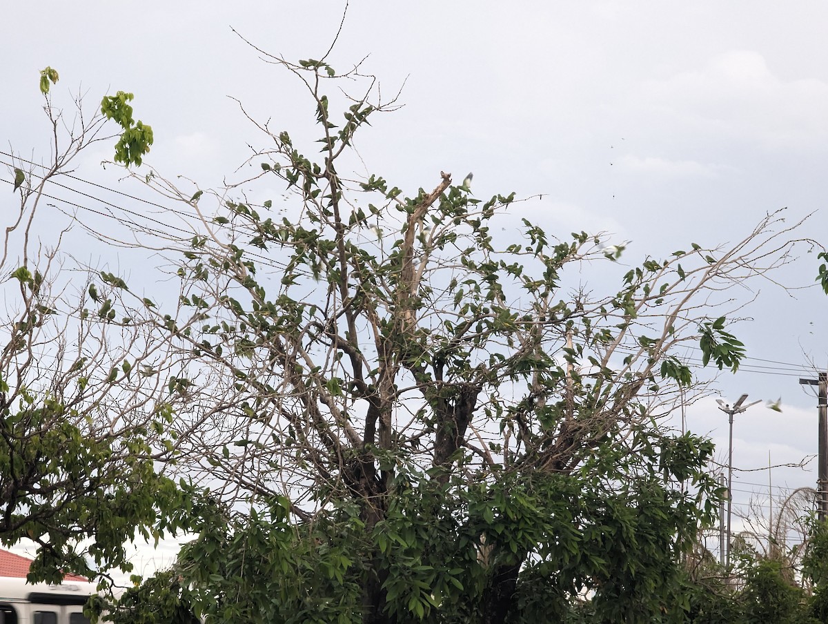 White-winged Parakeet - Cody Limber