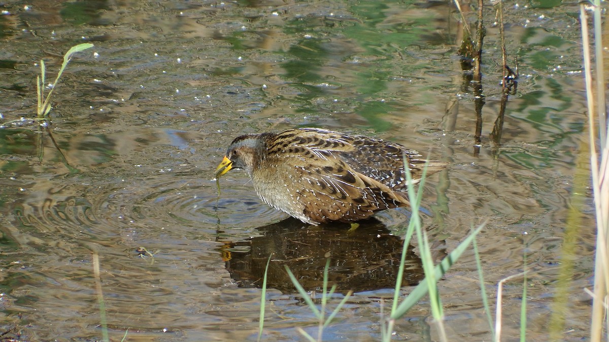 Spotted Crake - ML52748281