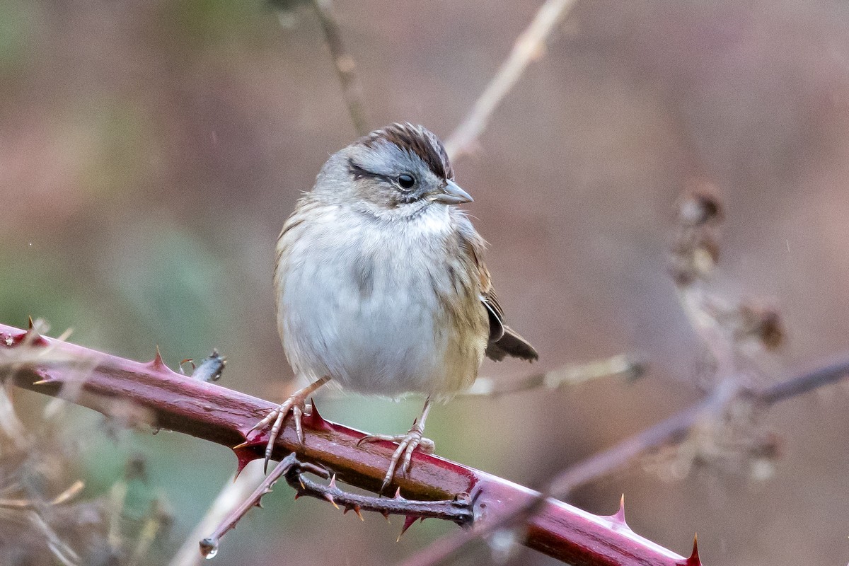 Swamp Sparrow - ML527483581