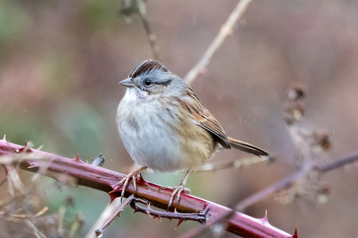 Swamp Sparrow - ML527483691