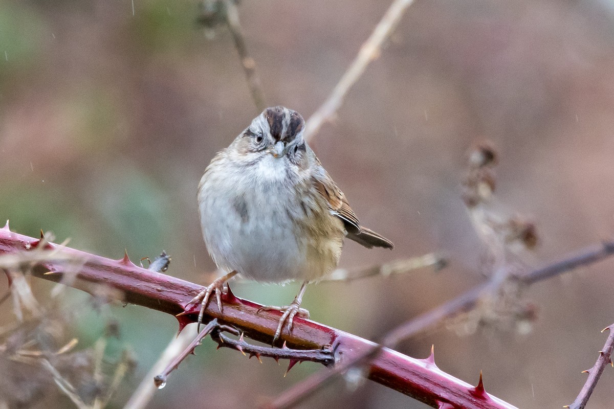 Swamp Sparrow - ML527483731