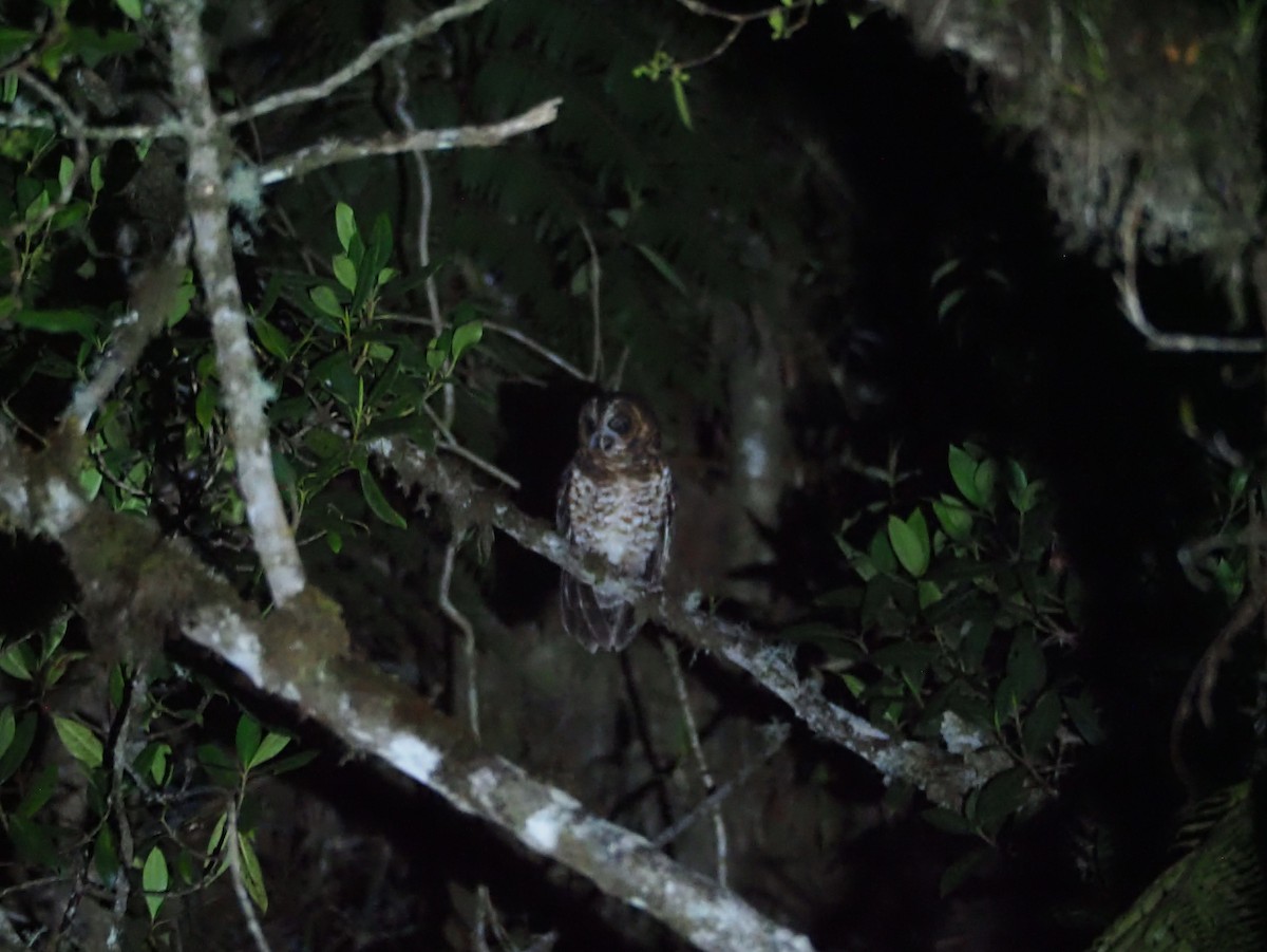 Rufous-banded Owl - ML527483741