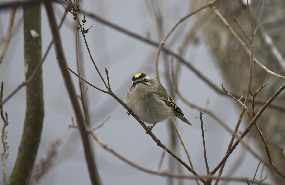 Golden-crowned Kinglet - ML527484541