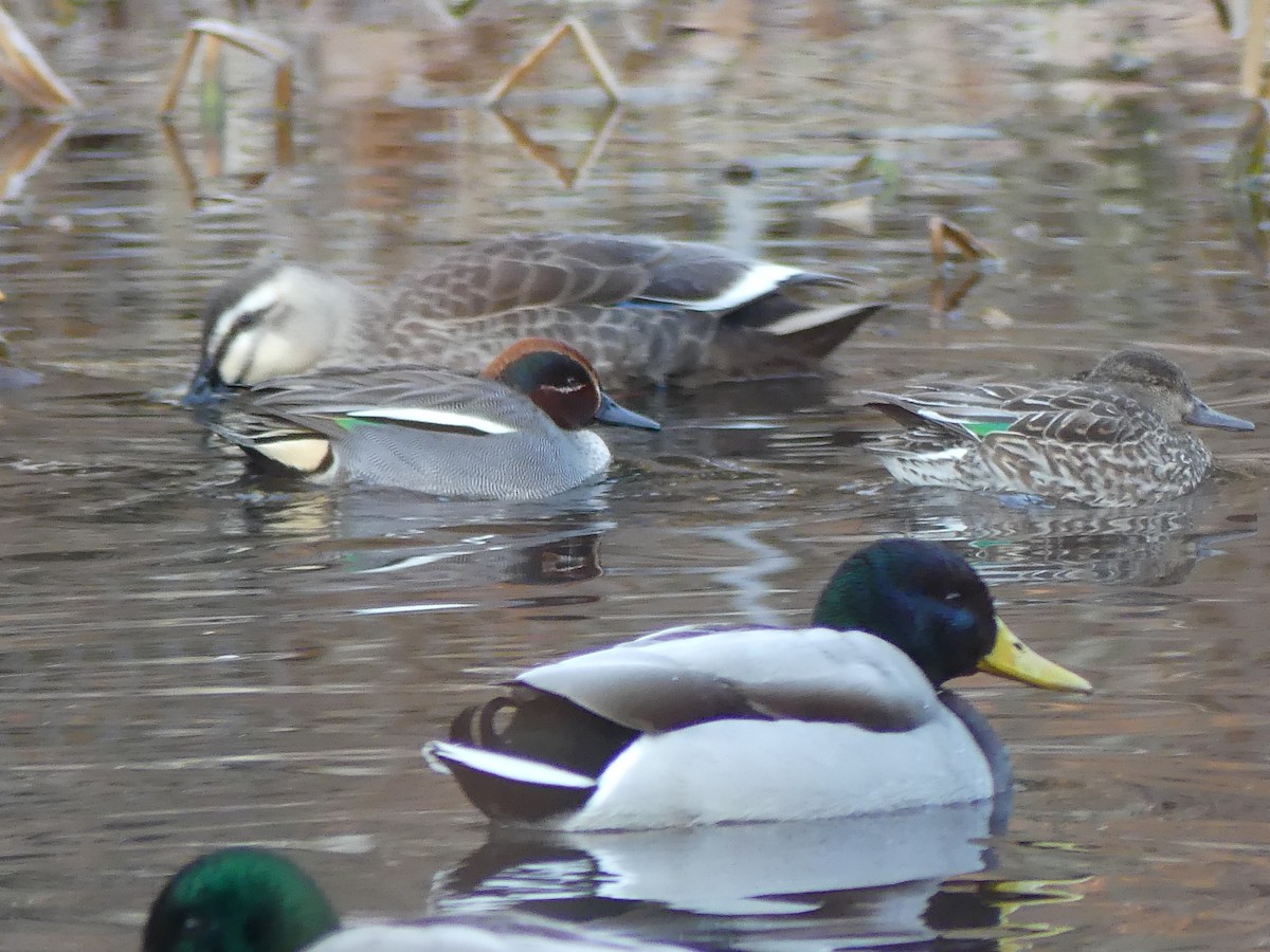 Eastern Spot-billed Duck - ML527484881