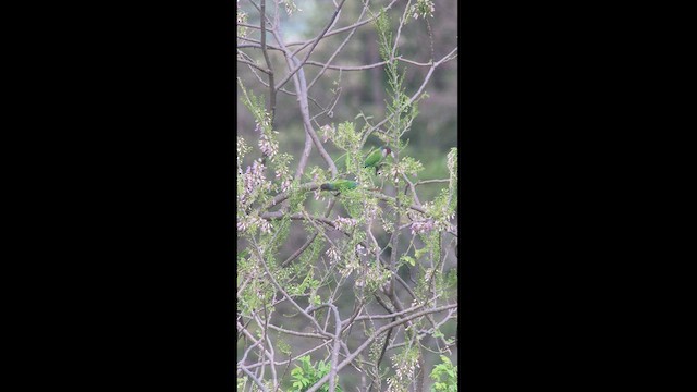 regnbueparakitt (caeruleiceps) (blåkroneparakitt) - ML527485821