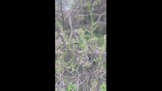 Painted Parakeet (Todd's) - ML527485821