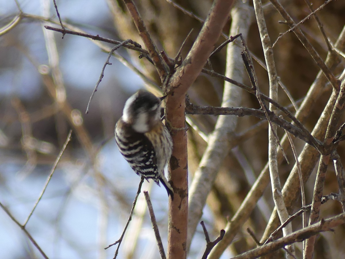 Japanese Pygmy Woodpecker - ML527485901