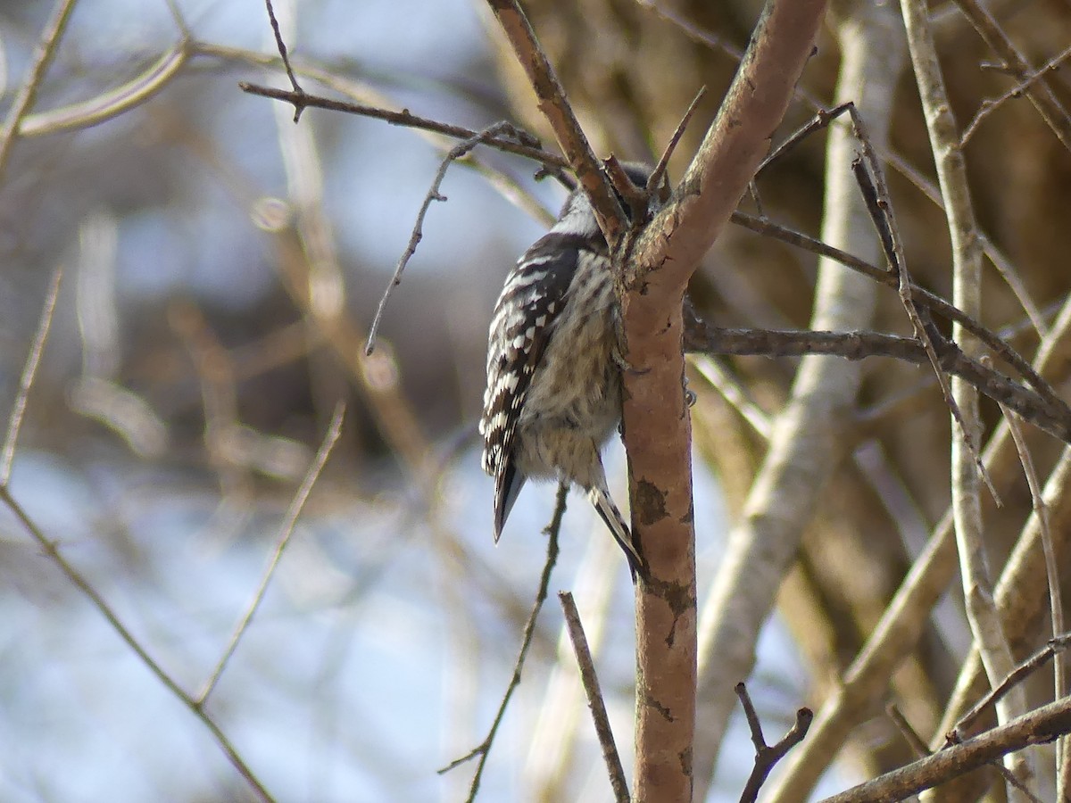 Japanese Pygmy Woodpecker - ML527485911
