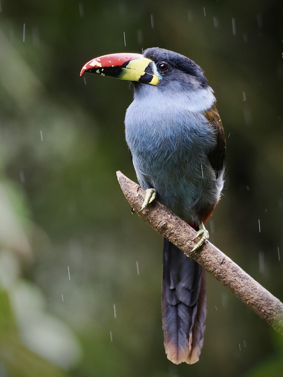 Gray-breasted Mountain-Toucan - ML527486381