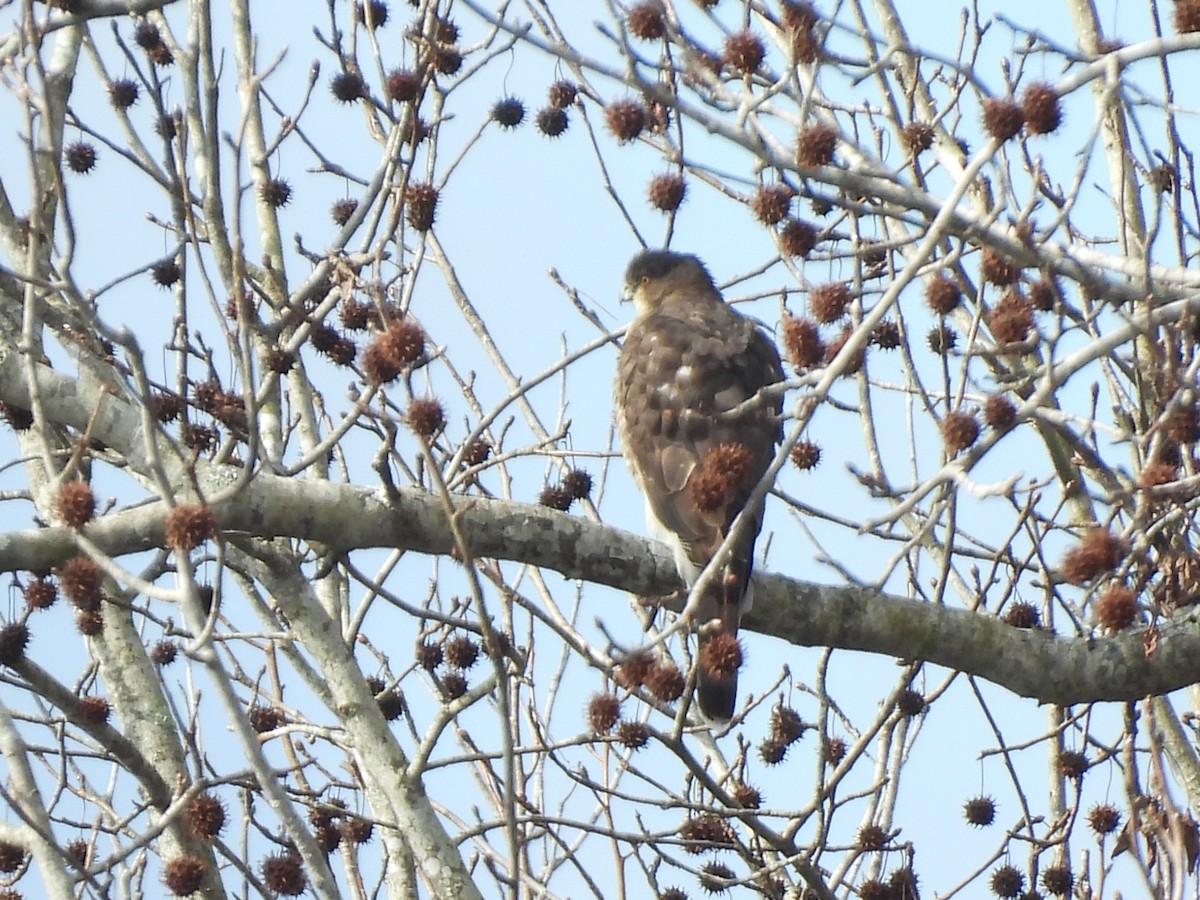 Cooper's Hawk - ML527487151