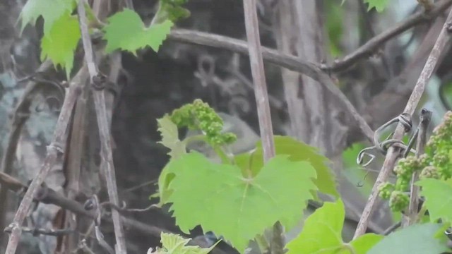 Warbling Vireo (Eastern) - ML527487441