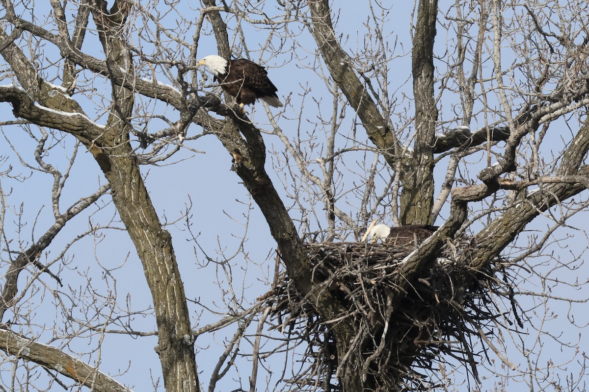 Bald Eagle - ML527487711