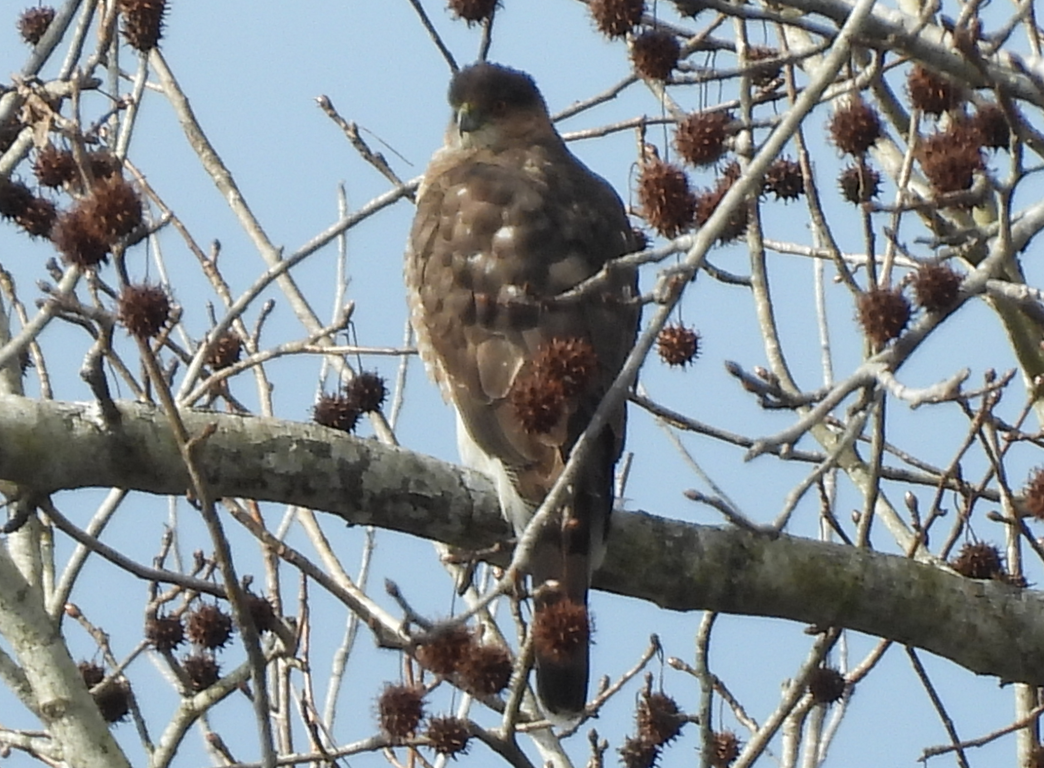 Cooper's Hawk - ML527488361