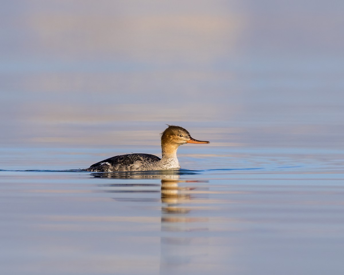 Red-breasted Merganser - ML527488971