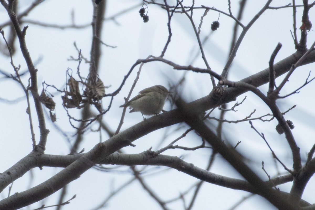 Hume's Warbler - ML527489381