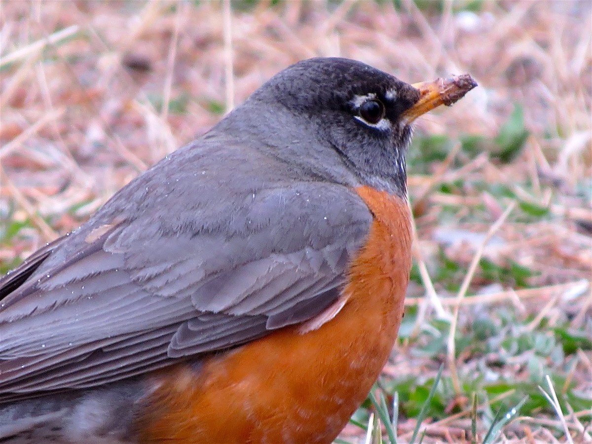 American Robin - ML52748991