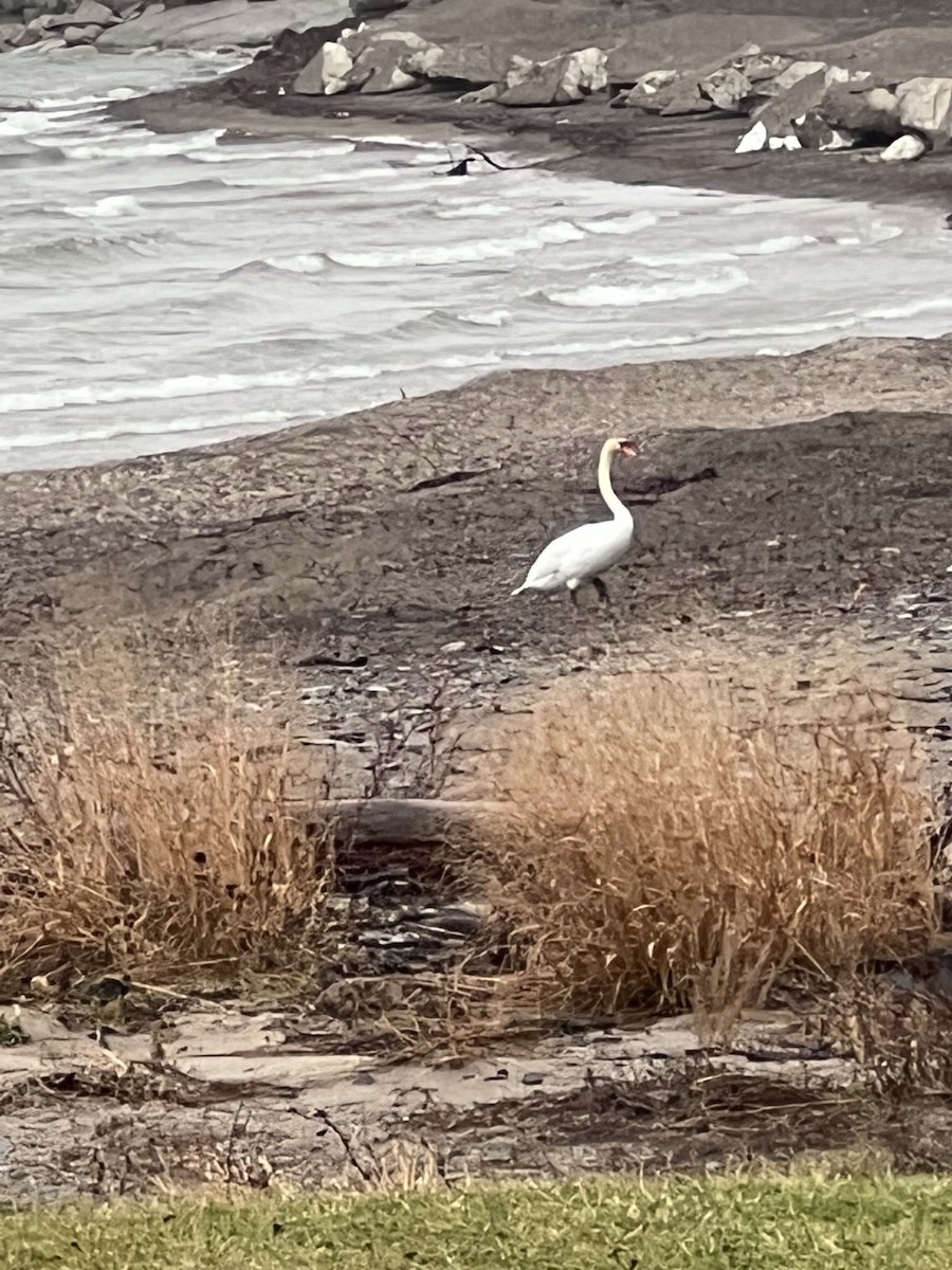 Mute Swan - ML527492021