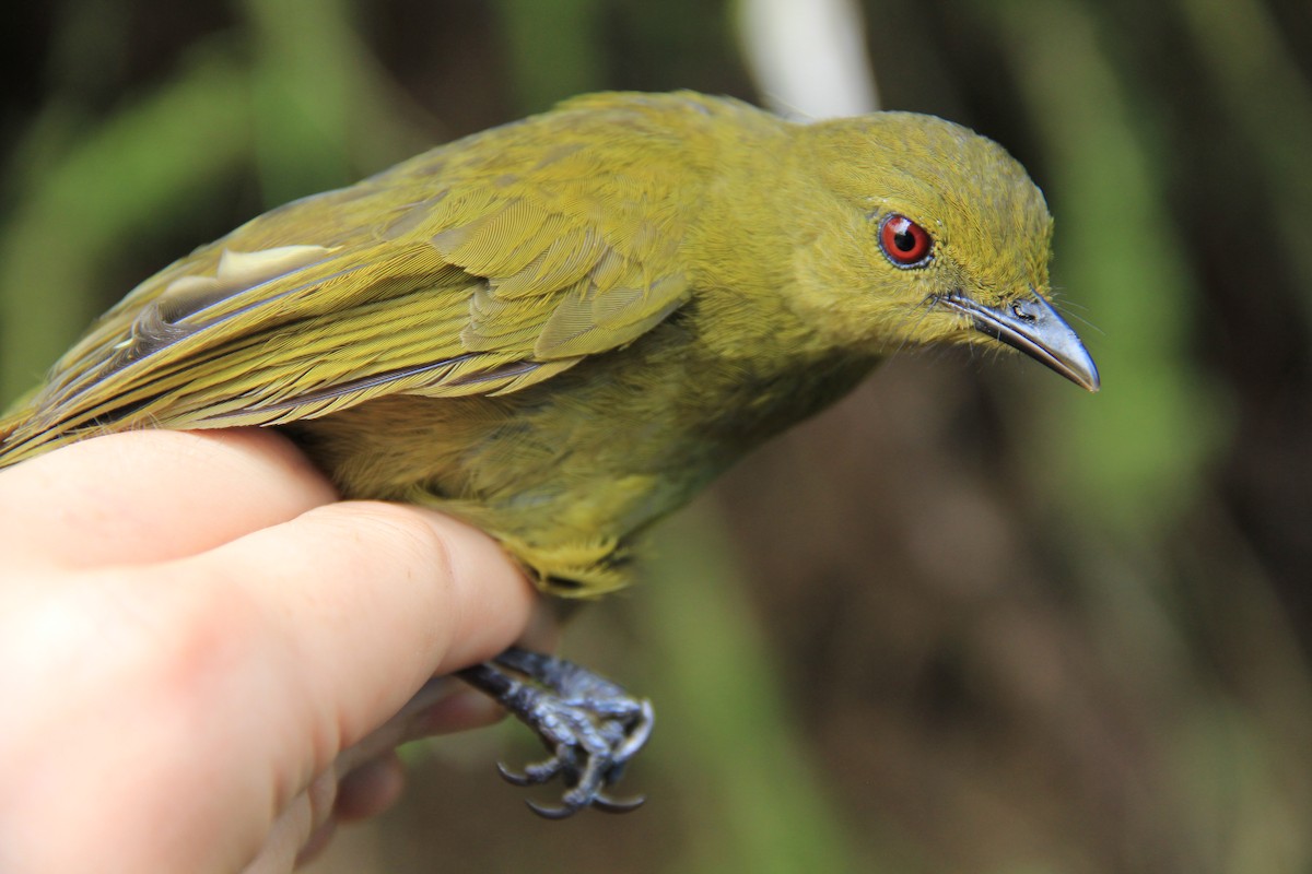 ebird-checklist-18-mar-2015-rumpi-hills-dikome-balue-pass-4-species
