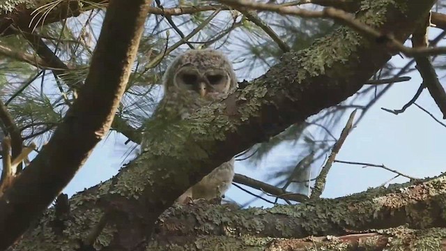 Barred Owl - ML527493421