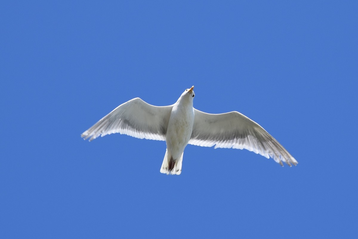 Glaucous-winged Gull - Gavin Anderson