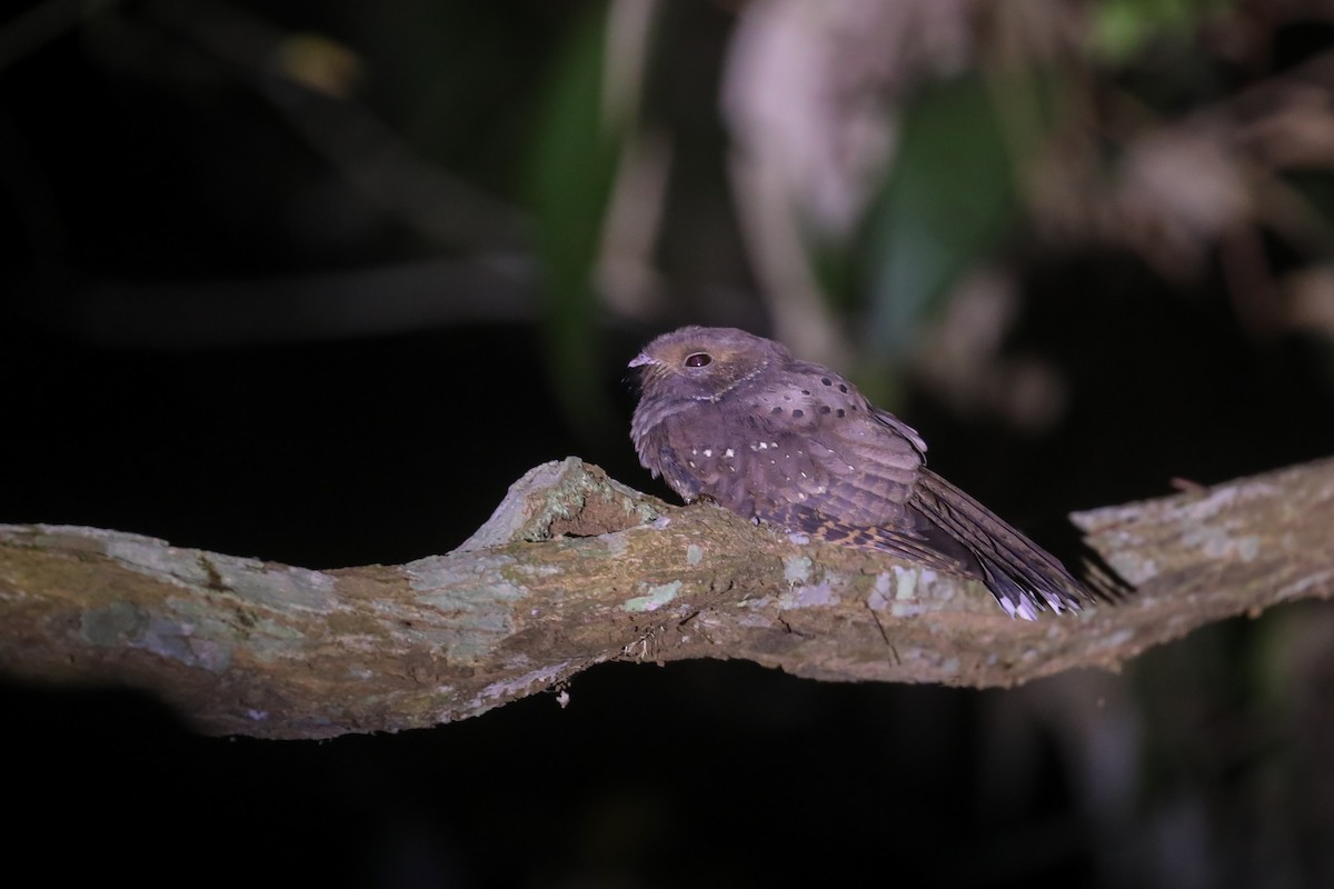 Ocellated Poorwill - Thomas Galewski