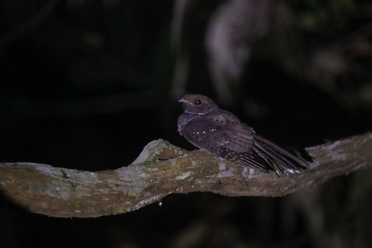 Ocellated Poorwill - Thomas Galewski