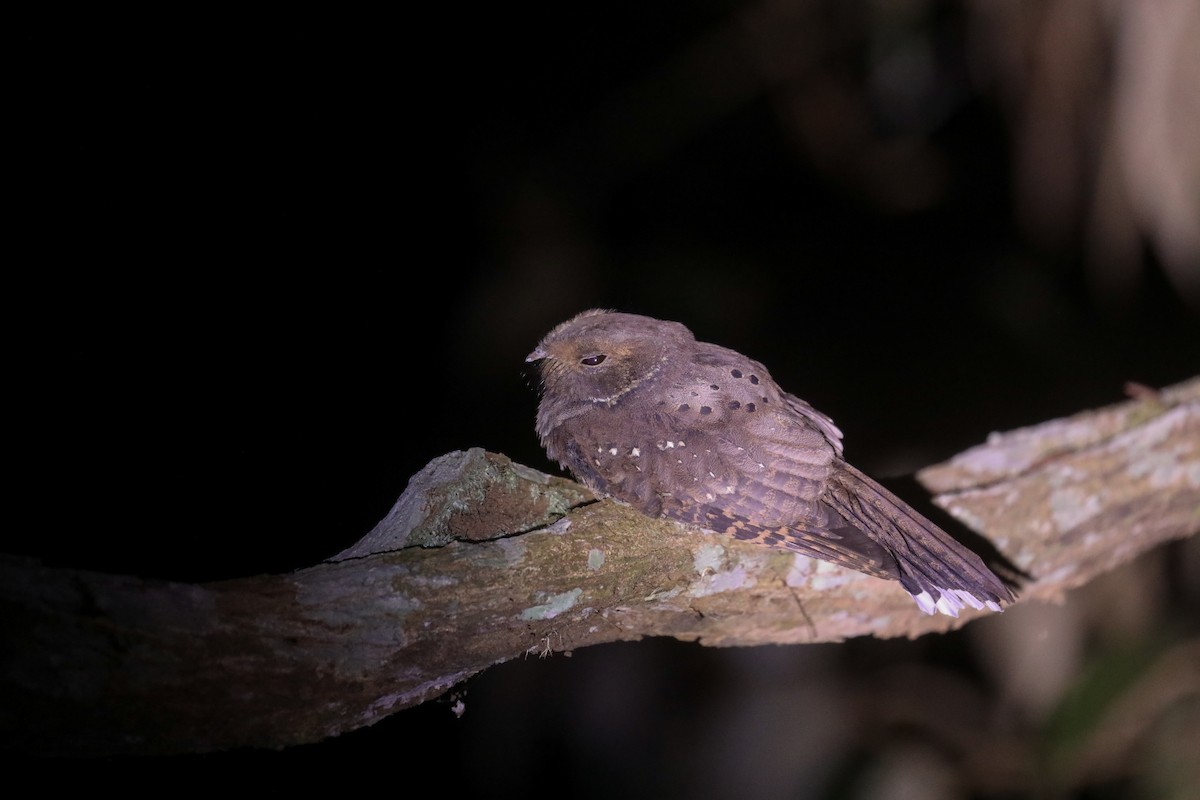 Ocellated Poorwill - Thomas Galewski