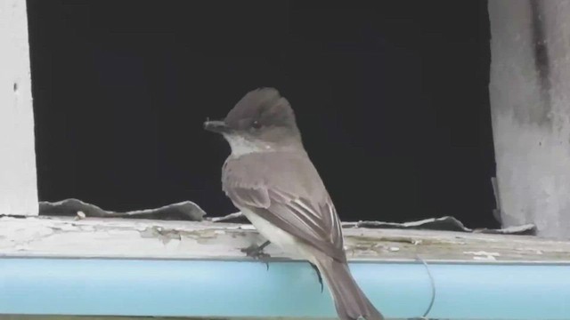 Eastern Phoebe - ML527493901