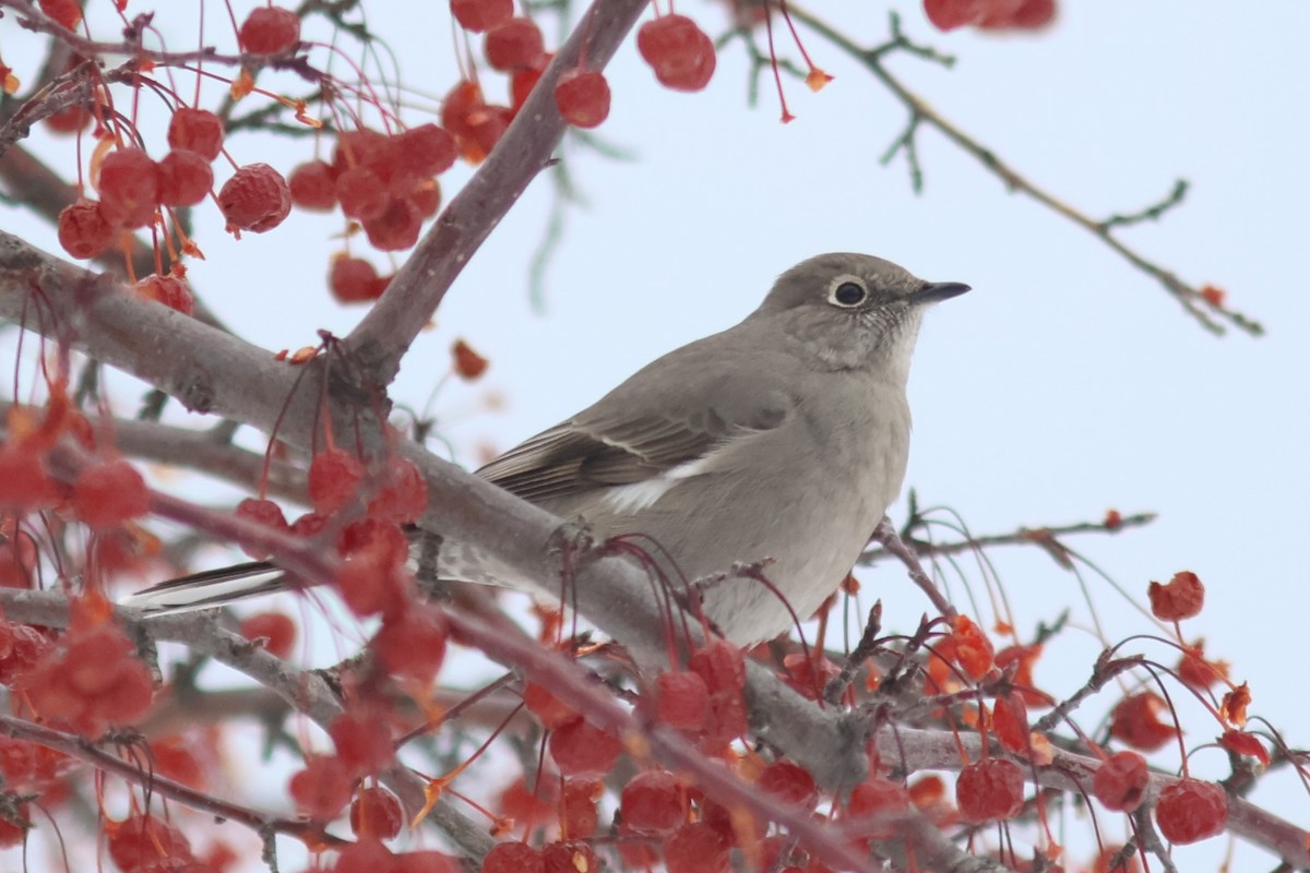 Townsend's Solitaire - Alec Olivier