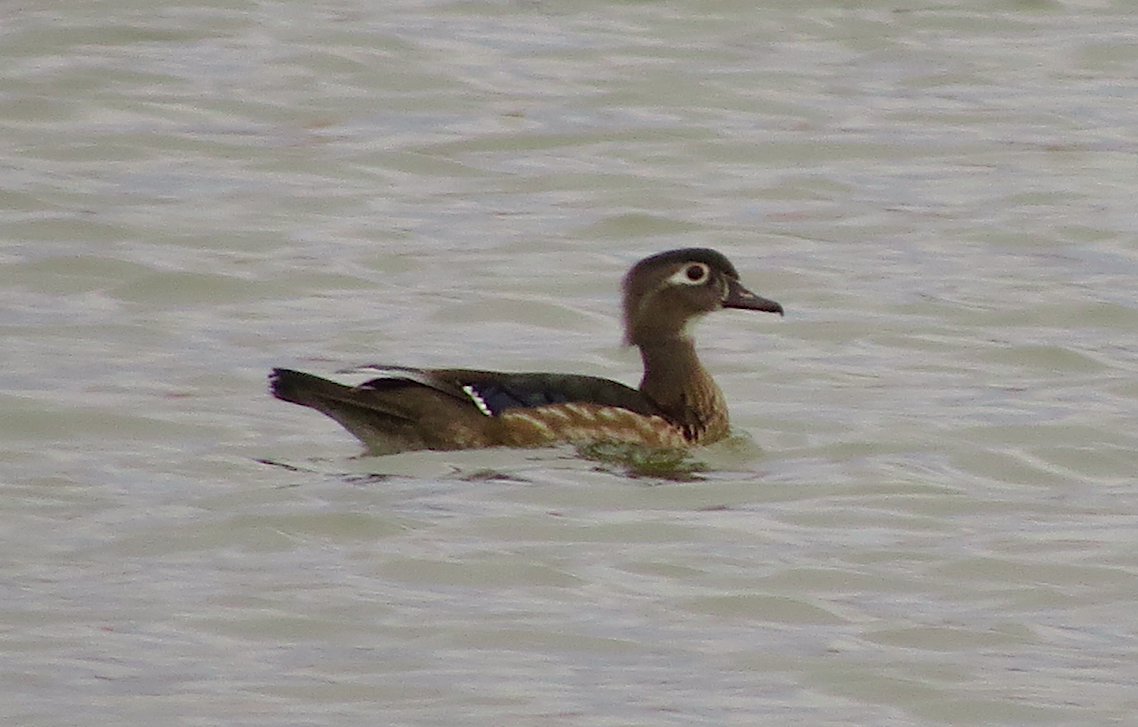 Wood Duck - ML52749611