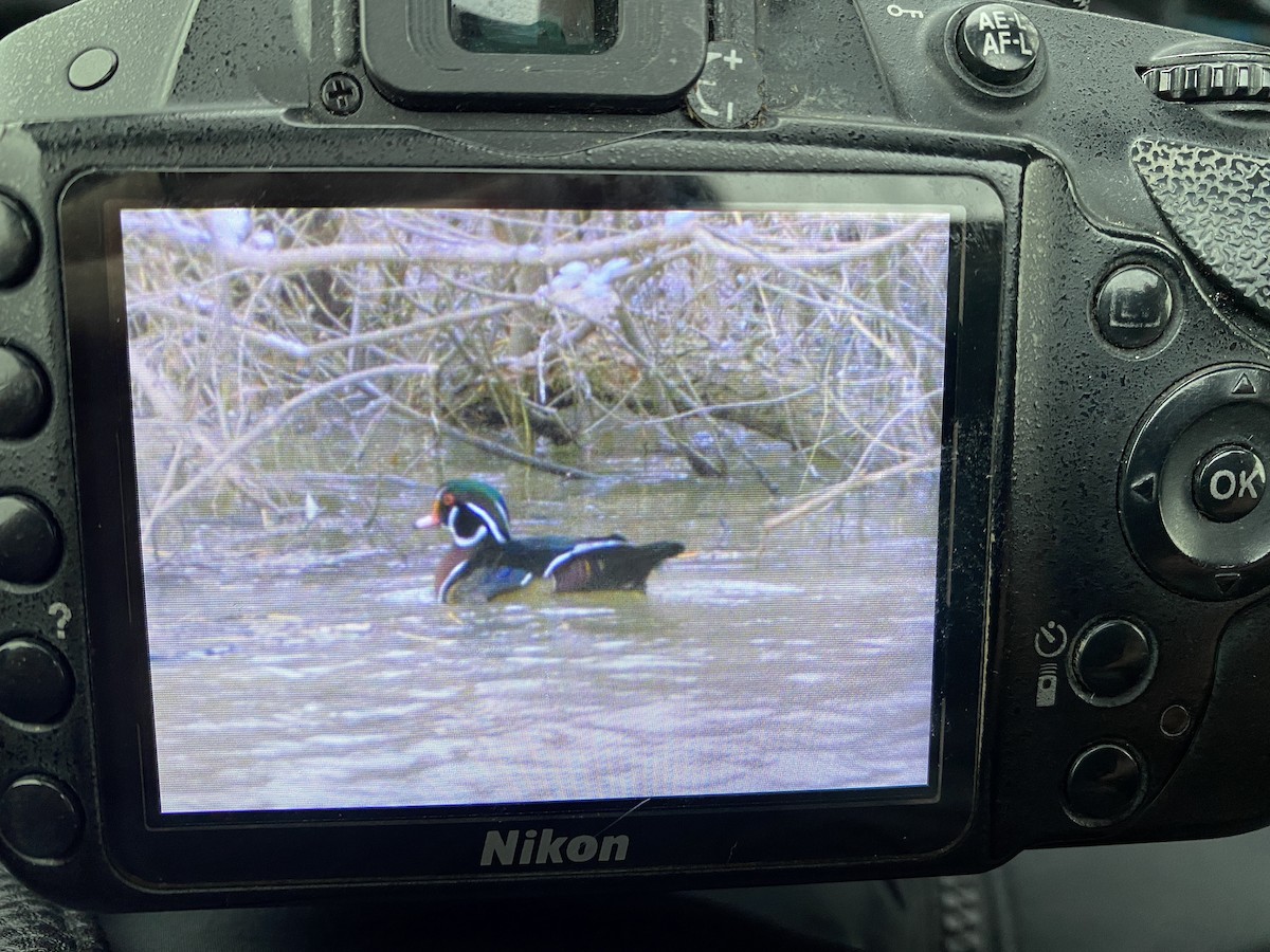 Wood Duck - ML527496201