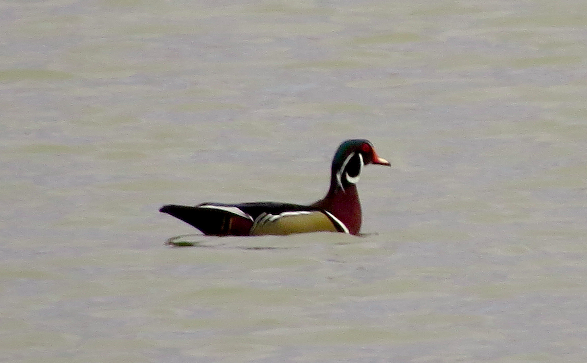 Wood Duck - ML52749621