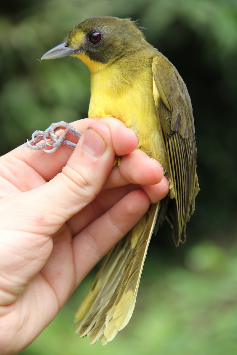 Bulbul Manchado (notatus) - ML52749721