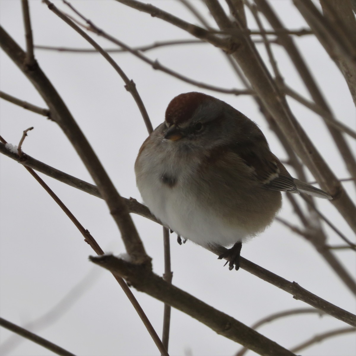 American Tree Sparrow - ML527497421