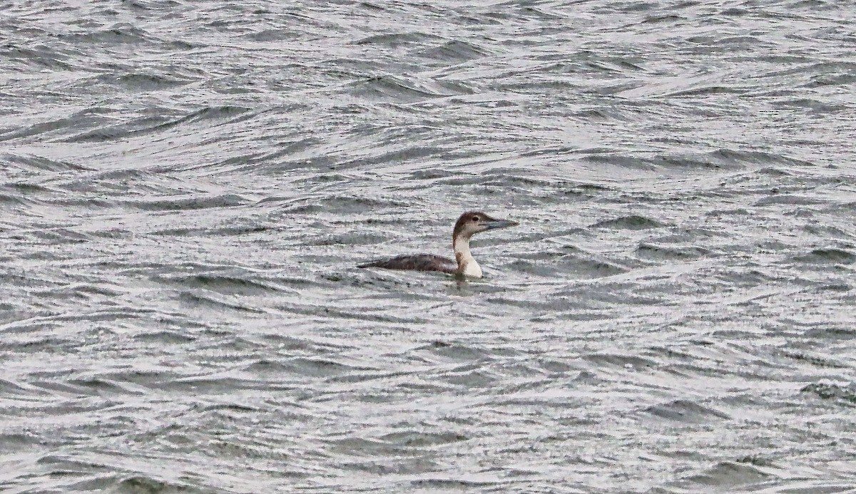 Common Loon - ML527497981