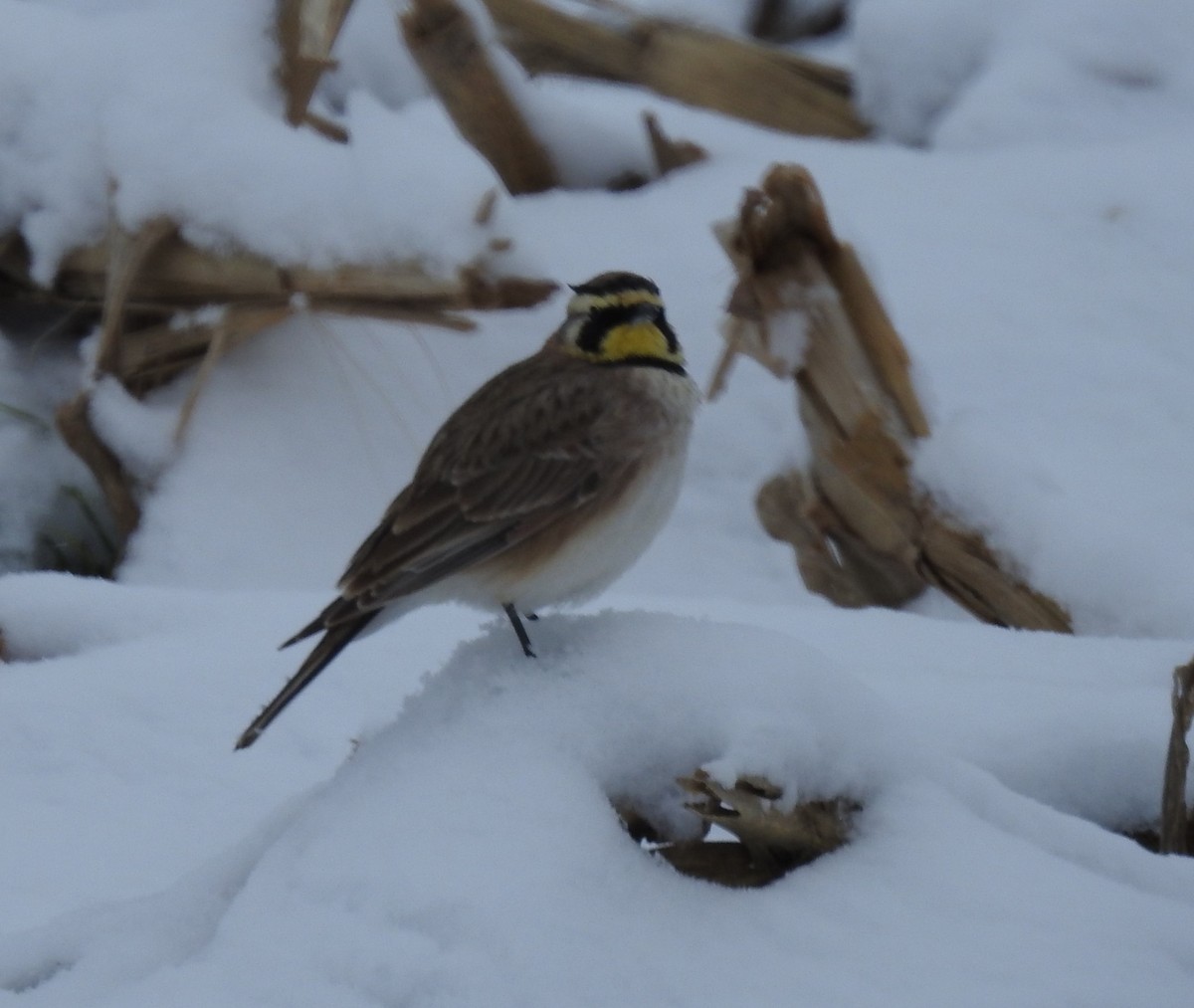 Horned Lark - ML527498491