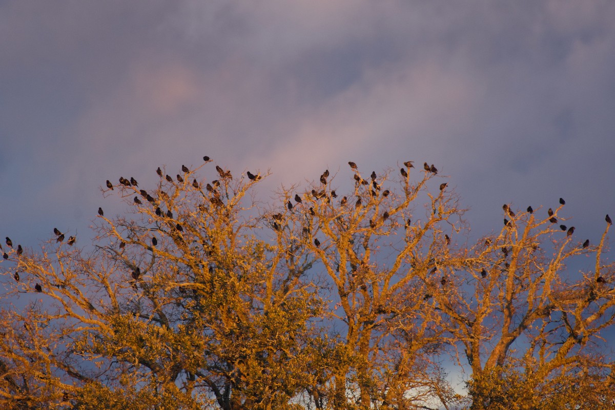 Spotless Starling - ML527499871